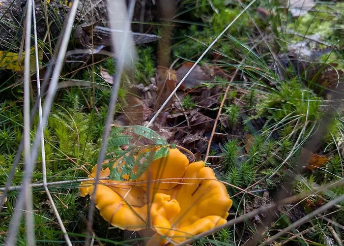 La Maison De Marie *